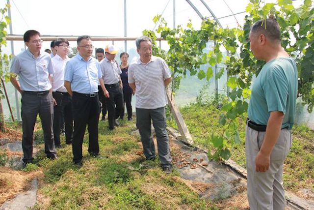9在我校合阳葡萄试验示范站进行调研.jpg